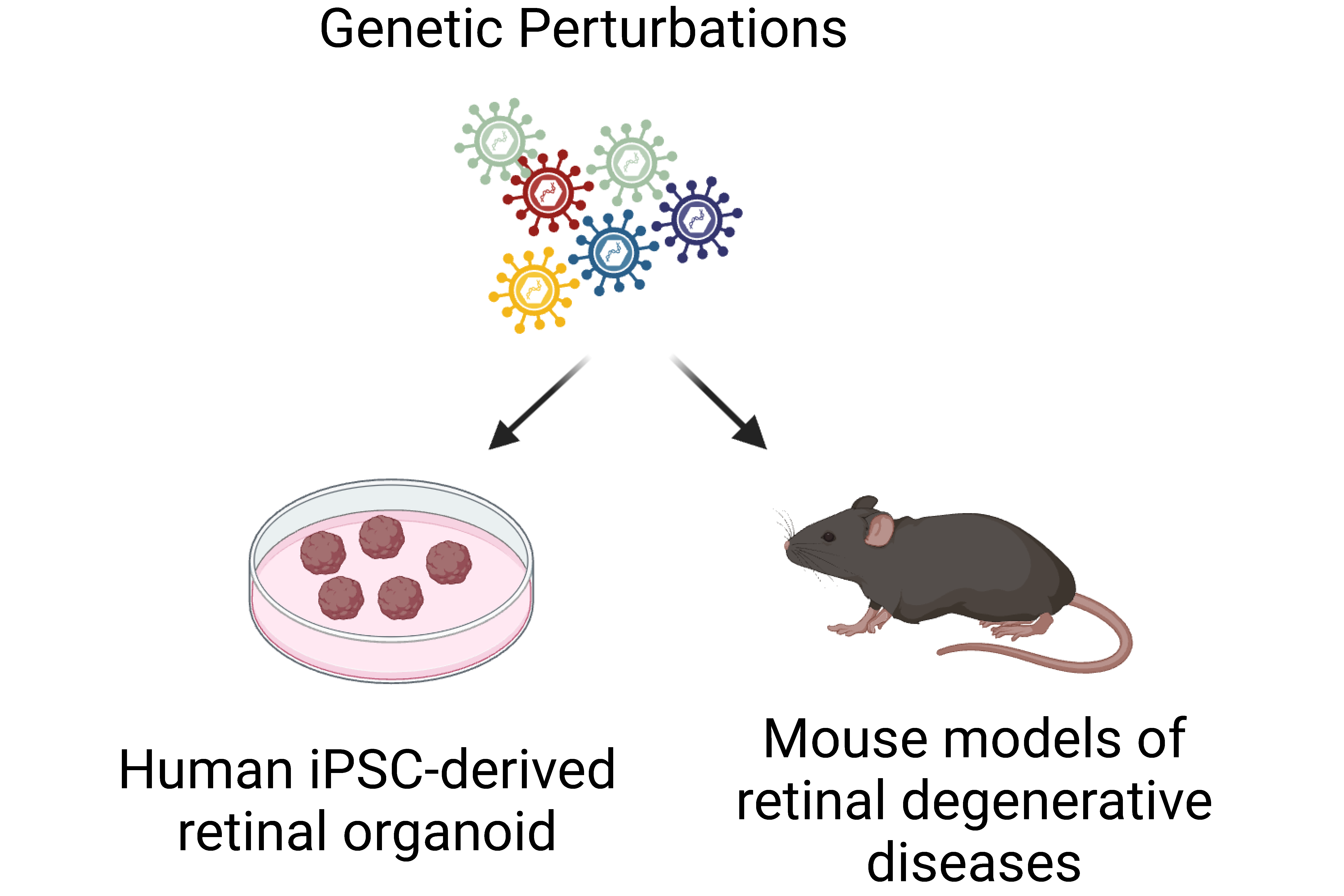 Rewiring the transcriptional state of degenerative retina