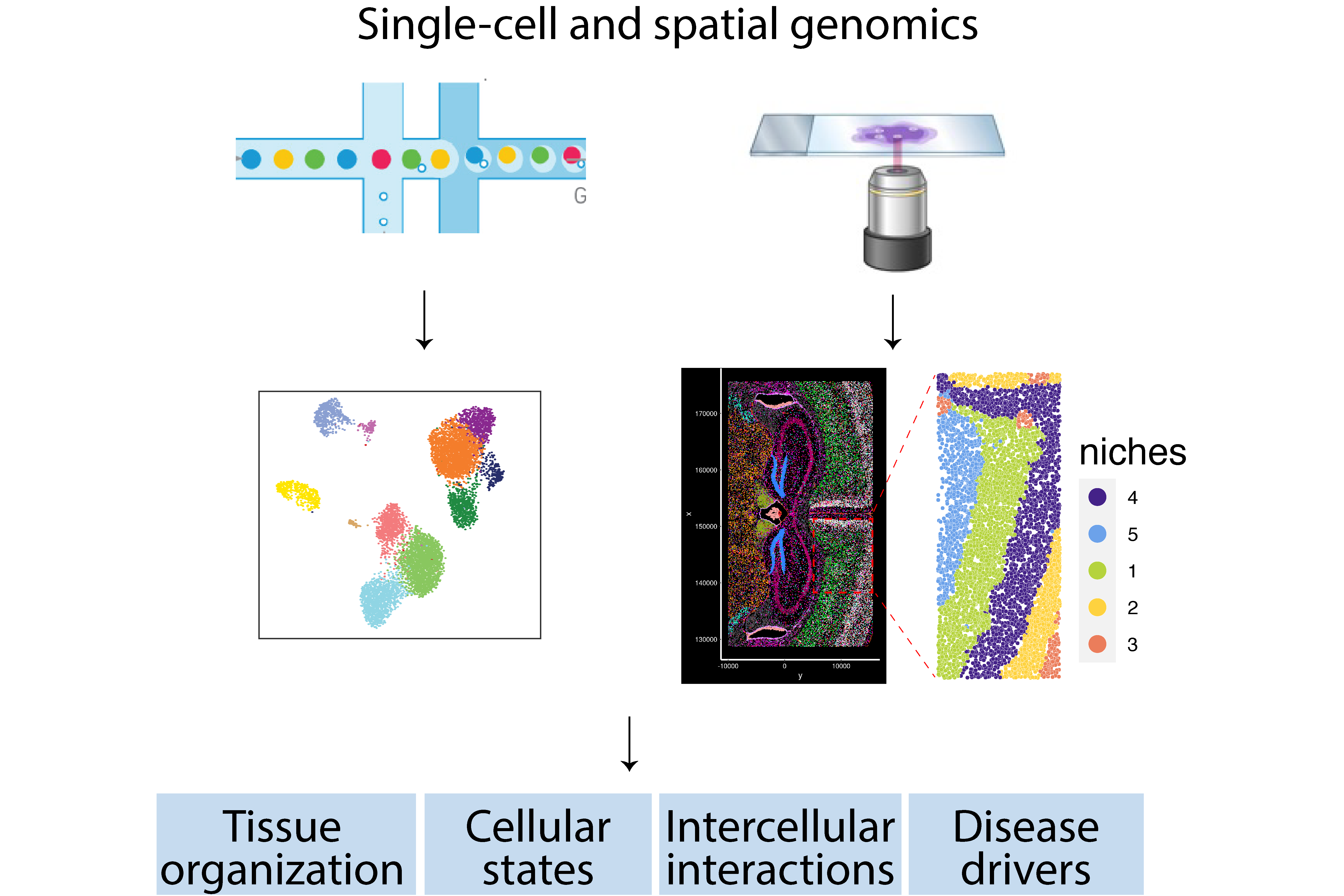 Dissecting cell-type specific changes in the retina during normal aging and neurodegenerative conditions